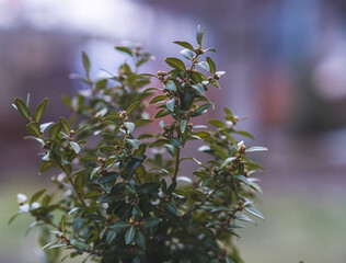 green boxwood bush