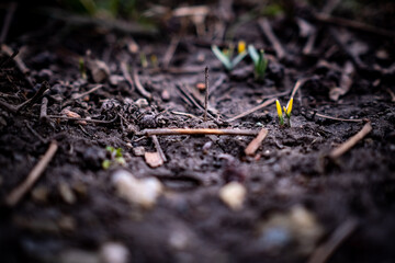 beautiful blooming snowdrops in spring

