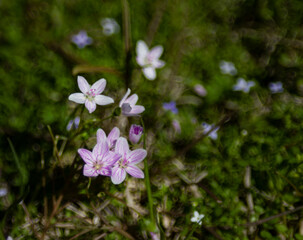 Virginia Spring Beauty wildflower in early spring, Oklahoma