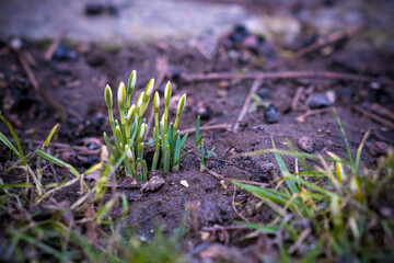 beautiful blooming snowdrops in spring
