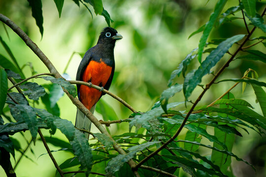 Baird s trogon - Trogon bairdii  species of gray and red bird belonging to the family Trogonidae, tropical grey and red bird from tropical moist lowland forests of Costa Rica and Panama