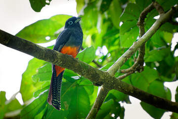 Baird s trogon - Trogon bairdii  species of gray and red bird belonging to the family Trogonidae, tropical grey and red bird from tropical moist lowland forests of Costa Rica and Panama