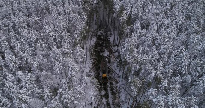 Aerial view of Forest harvester and forwarder at work into the winter forest. Sunny winter day. Snow all around. Nearby sawn trees. Harvester logging a tree, Forwarder stacks tree logs.  The camera fl