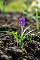 Purple crocus in early spring sunlight, first flowers
