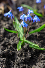 Blue Scilla (Squills) in early spring sunlight, first flowers.
