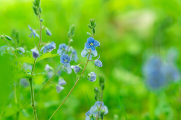 Delicate blue flowers of Veronica chamaedrys (germander speedwell) on a blurred natural background. Wild spring plants