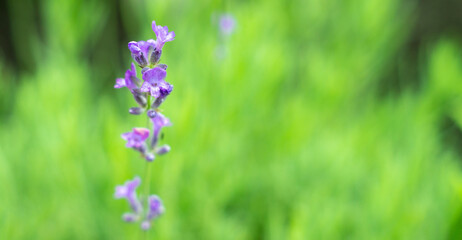 Natural floral background with purple lavender (Lavandula) flowers inflorescence