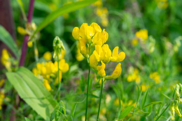 Flowering bush of the meadow vetchling (Lathyrus pratensis). Close-up of an inflorescence with yellow flowers