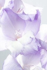 Delicate flower of gladiolus. Purple floral background