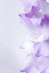 Delicate flower of gladiolus in water drops. Purple floral background