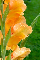 Natural floral background with yellow gladiolus flowers after rain in the garden
