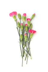 Mini carnations isolated on white background. Pink mini carnations with buds in early spring time.