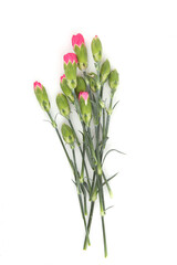 Mini carnations isolated on white background. Pink mini carnations with buds in early spring time.