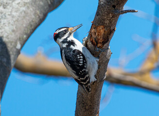 Black and white woodpecker riping up bard of a tree