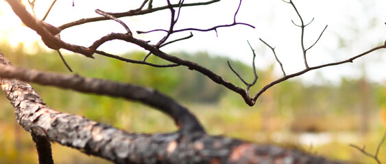 A branch of a pine tree, burnt after a forest fire.
