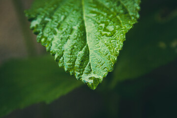 Folha verde de Melissa para chá