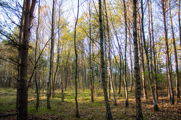 
Trees in the forest at noon