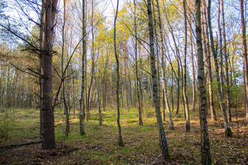 
Trees in the forest at noon