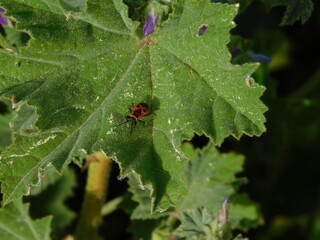 A firebug red and black insect on a green leaf
