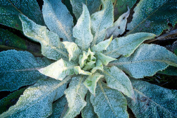Frost coat on the spirally arranged rosette of densely-hairy leaves of mullein. Touched by first...