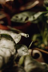 Collection of plants based in small millenials' rental flat: maranta, calathea, monstera, palm, ceropegia, epipremnum, philodendron, scindapsus, stromanthe