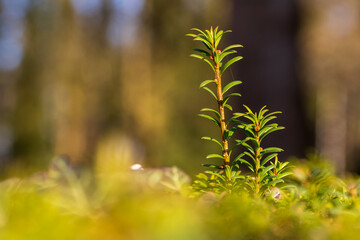 Jeune pousse - photographie de plante qui pousse