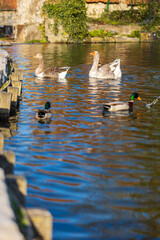 Marre aux canards avec des oies