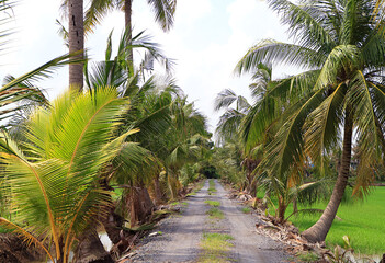 Fototapeta na wymiar Empty Gravel Path in the Sunlight Among Coconut Palm Trees
