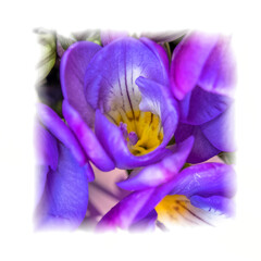 dark violet-colored freesia flowers top view closeup in white frame