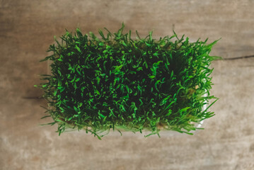 Fresh green grass in a transparent plastic container on a rustic wooden background. Top view. Copy, empty space for text