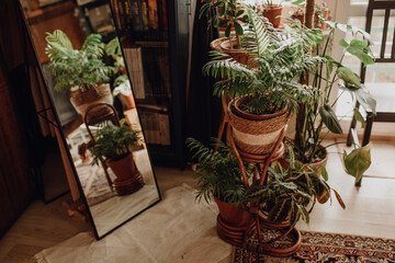 Collection of plants based in small millenials' rental flat: maranta, calathea, monstera, palm, ceropegia, epipremnum, philodendron, scindapsus, stromanthe