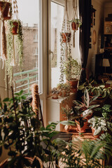 Fototapeta na wymiar Collection of plants based in small millenials' rental flat: maranta, calathea, monstera, palm, ceropegia, epipremnum, philodendron, scindapsus, stromanthe