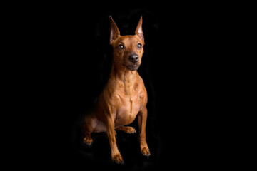 Brown miniature pinscher on a black background. The dwarf miniature pinscher looks attentively at its master. Cute dog with a very good pedigree.