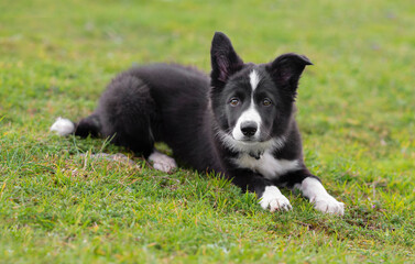 Border collie puppy lying on the grass looking at camera