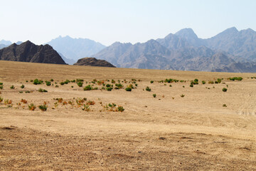 Obraz premium desert