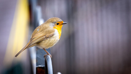 Rotkelchen Singvogel im Frühjahr