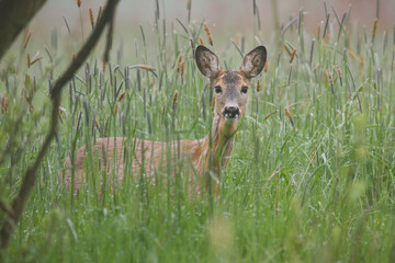 Roe deer standing in long grass in spring morning fog