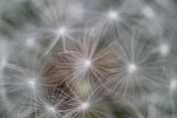 Abstract Dandelion on Dark Background