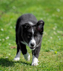 Border collie puppy lying on the grass looking at camera