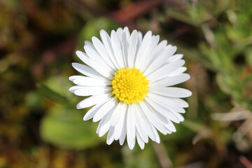 Obraz premium White Daisy Flower in the Garden