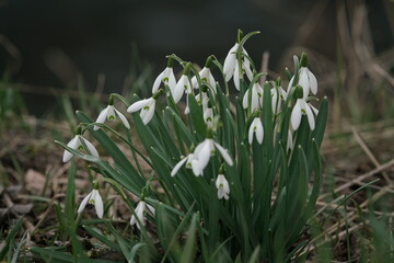 Weiß blühende Schneeglöckchen in einer Gruppe läuten den Frühling ein (Galanthus)