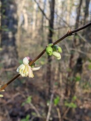 spring buds Tennessee forest 
