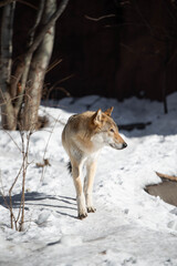 Fototapeta na wymiar wolf male in the wild in winter