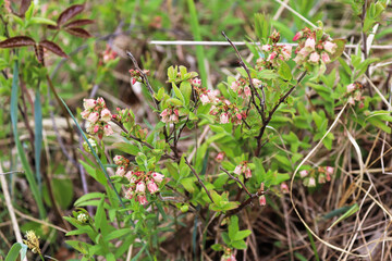 Closeup of wild blueberry blossoms in spring