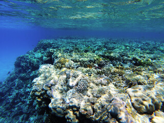 Naklejka na ściany i meble egypt coral reef