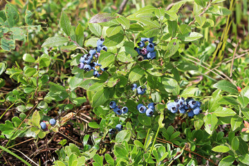 Closeup of green wild blueberries growing in summer