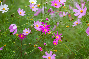 Pink Purple Flowers in a Meadow