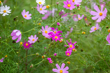 Obraz na płótnie Canvas Pink Purple Flowers in a Meadow