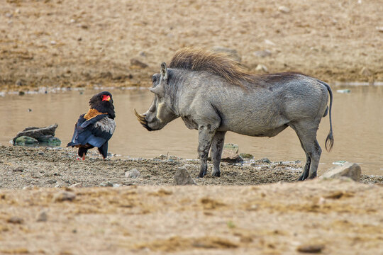 Closeup shot of a common warthog and a tropical bird in Southern Africa