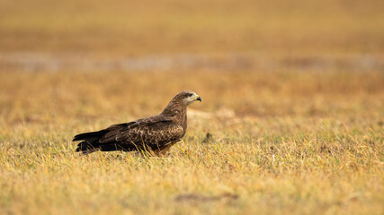 Black kite sitting on yellow grass in autumn nature